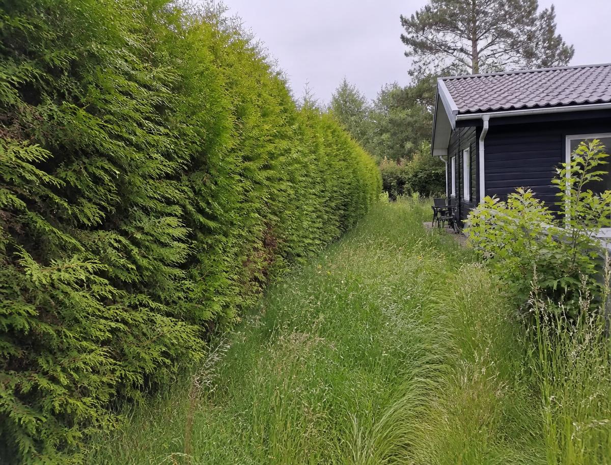 Overgroet thujahæk og højt græs i sommerhushave